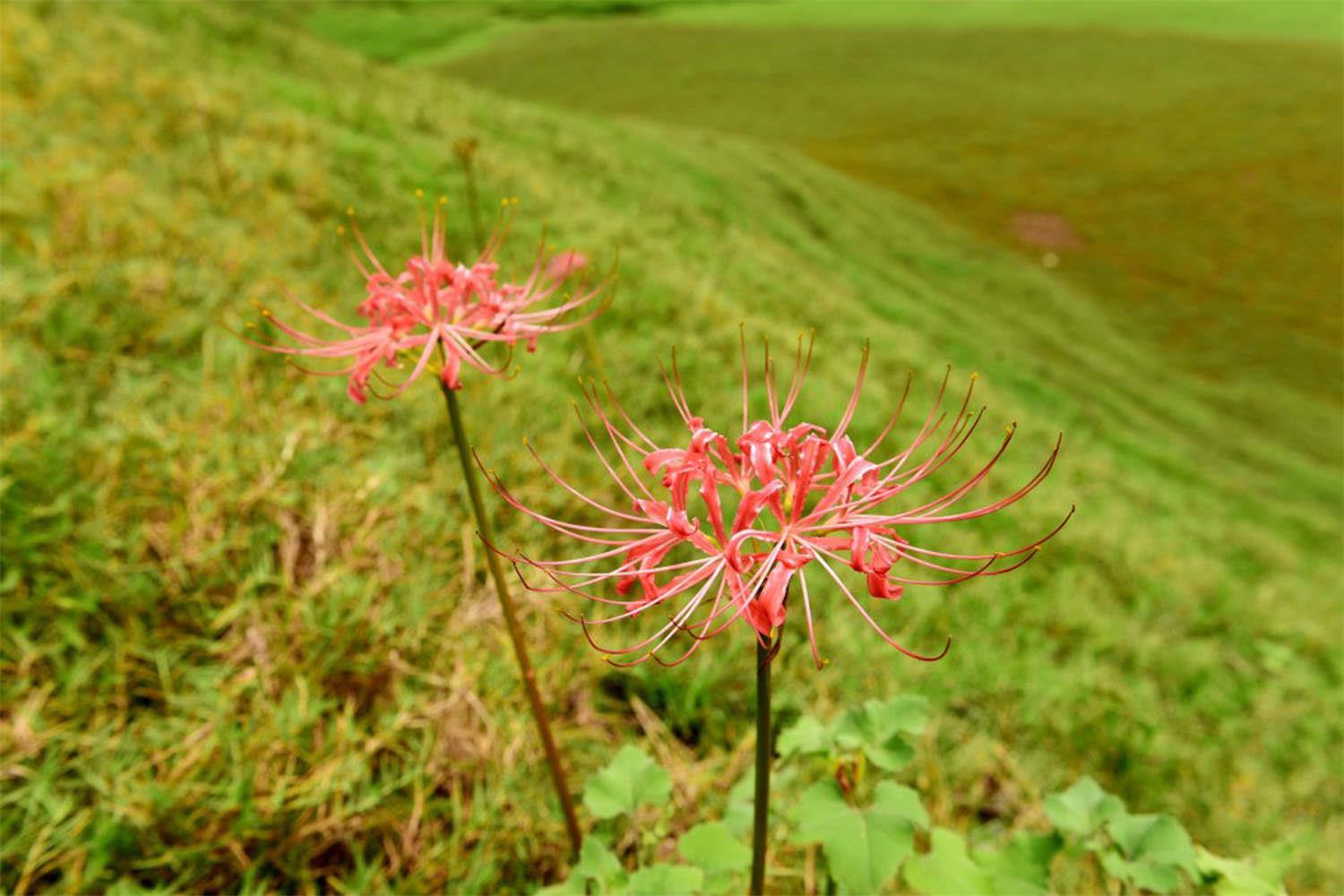 Lycoris