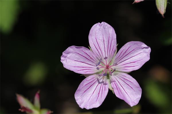 What are the varieties of geranium