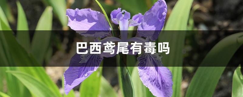 Is Brazilian iris poisonous