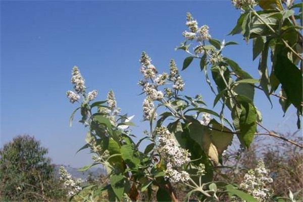 Cultivation methods and precautions of Buddleia flower