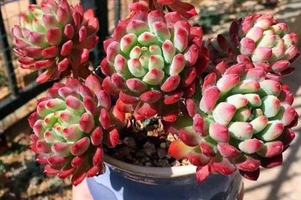 The best-looking succulents in the world , I have found them all for you