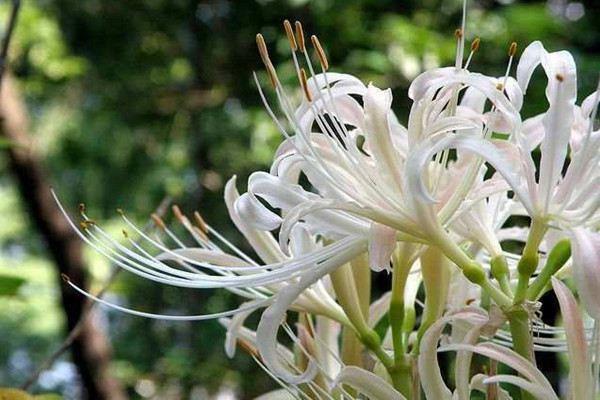 Cultivation method of Lycoris alba