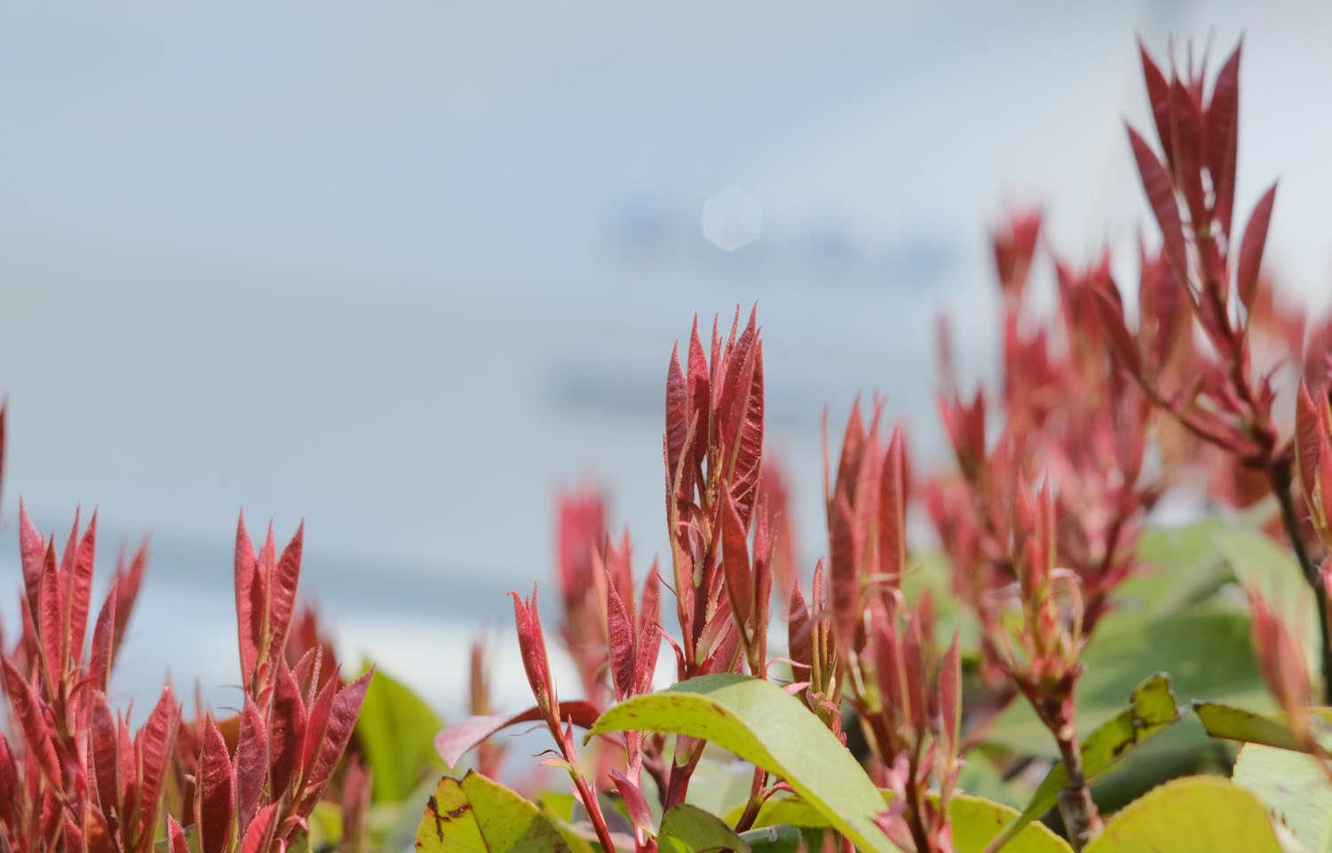 Red-leaf Photinia