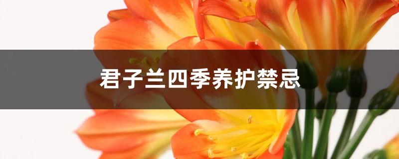 Taboos on the maintenance of Clivia in all seasons