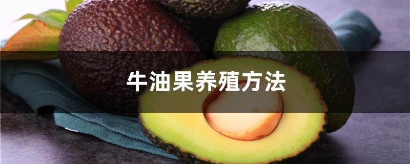 Avocado farming method