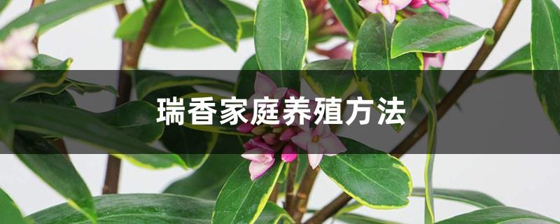 Family Breeding Methods of Daphne