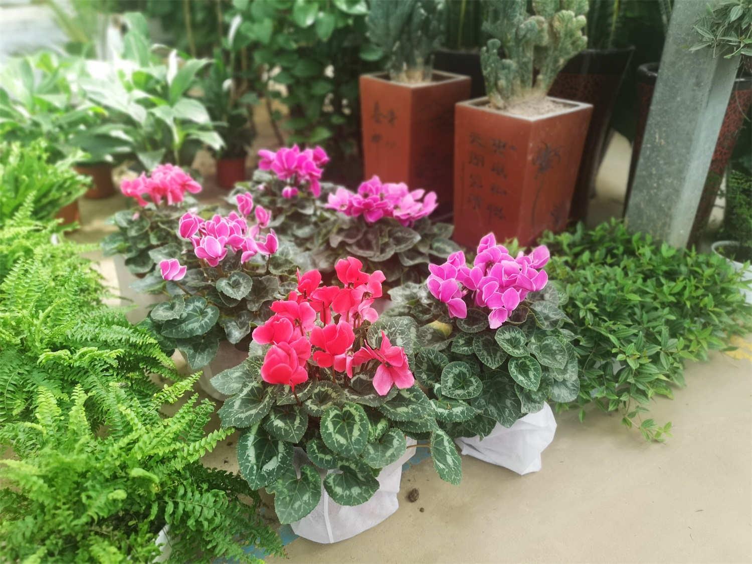 Cyclamen