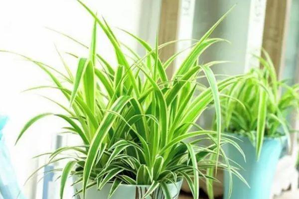 The Chlorophytum Chlorophytum, which is not rare for you, has become a lady's style. It's an eye-opener!