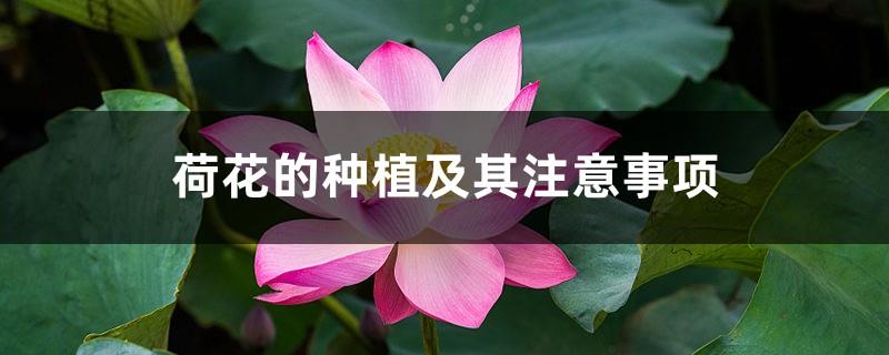 The planting of lotus and its precautions