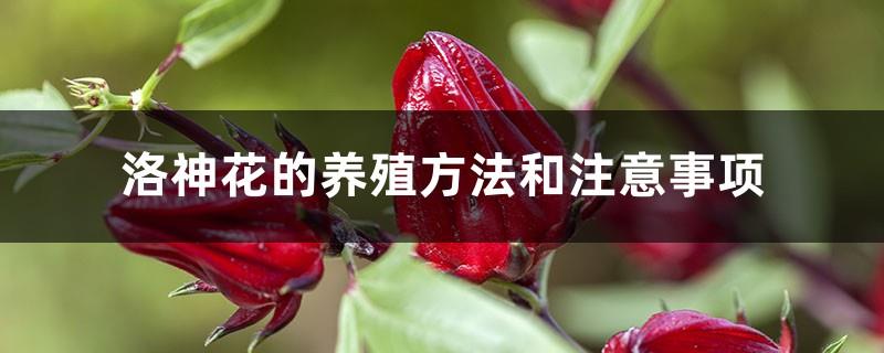 Roselle cultivation methods and precautions