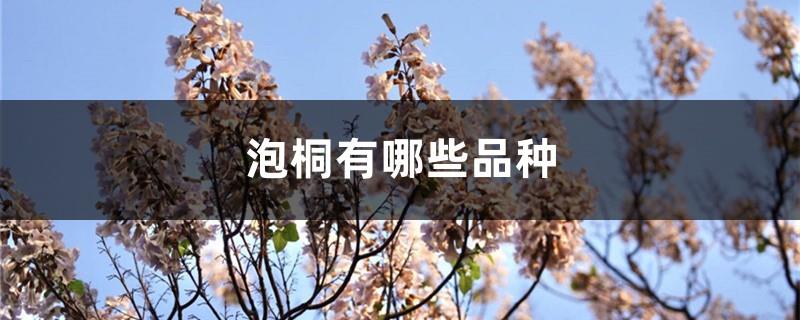 What are the varieties of Paulownia