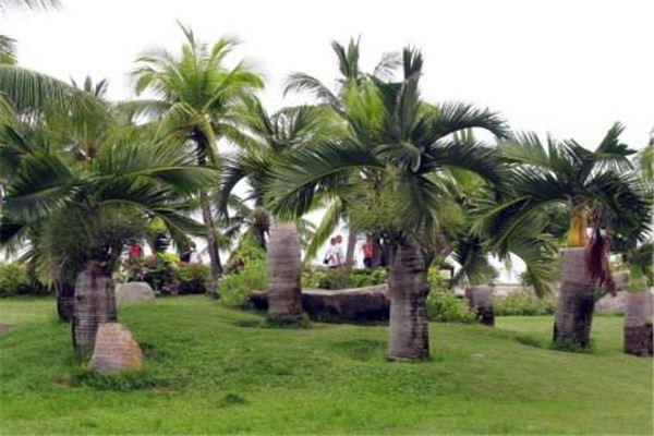 Wine bottle coconut farming methods and precautions