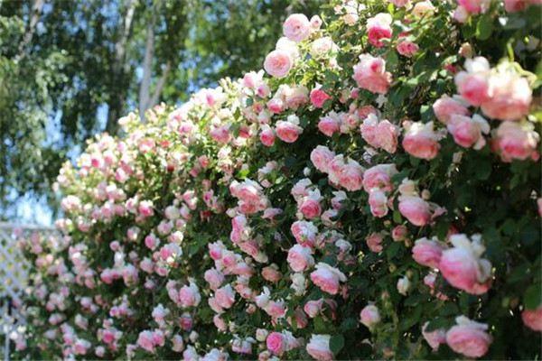 Qinhua is disease-resistant and can spend the summer well. If you don't plant these 10 roses, you will regret it for the rest of your life!