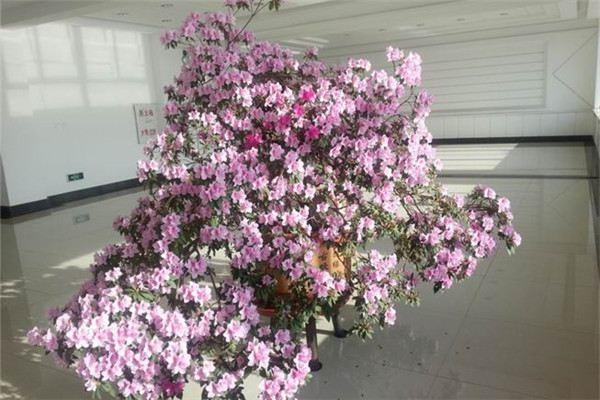 20-year-old Yushu, 30-year-old gardenia, you can grow flowers for a lifetime!