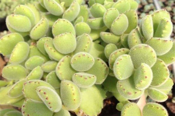 These five kinds of succulent plants reproduce quickly and are easy to raise