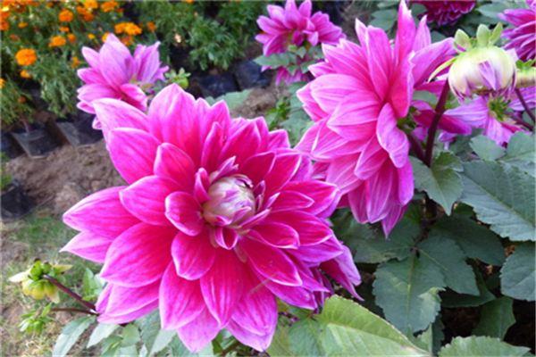 Cultivation methods and precautions of autumn peony