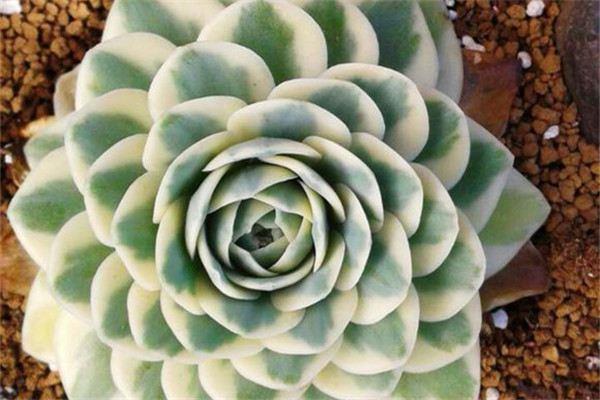 If you don't know these maintenance skills in summer, your succulents will definitely die!