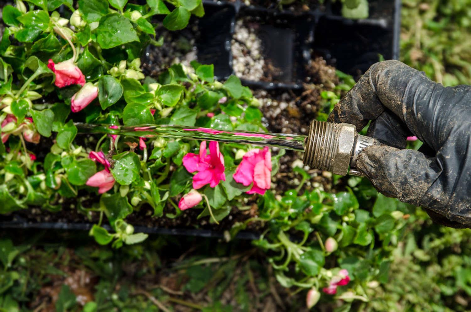 Watering