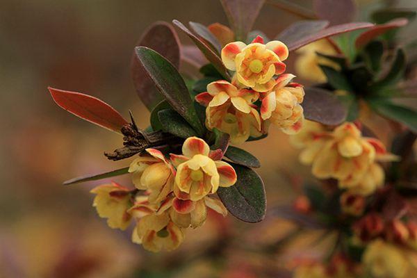 Planting methods and disease control of purple-leaf barberry