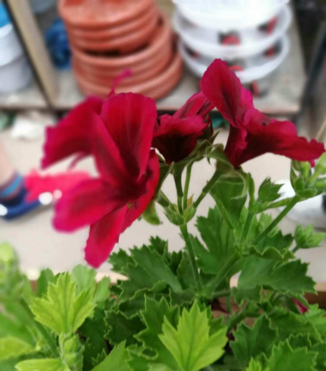  Geranium