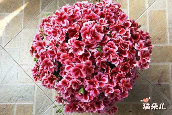 30 types of geraniums, more beautiful than the European moon, better than peonies!