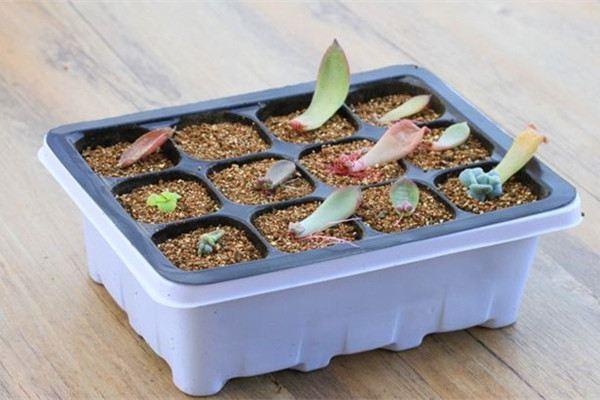 How to use the seedling box