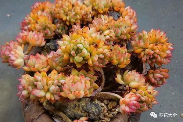 10-year-old succulent pile, a bonsai more beautiful than a hundred years old, so shocking!