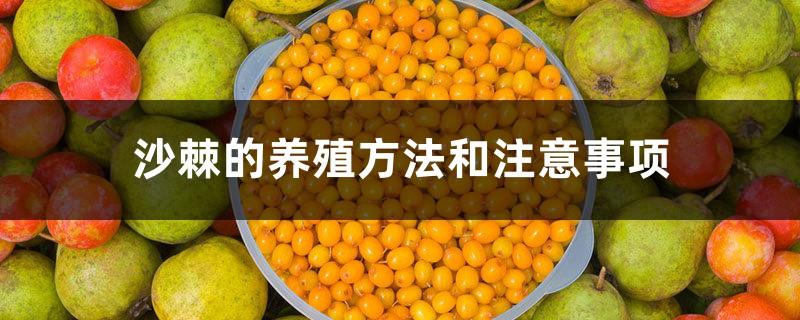 Sea buckthorn farming methods and precautions