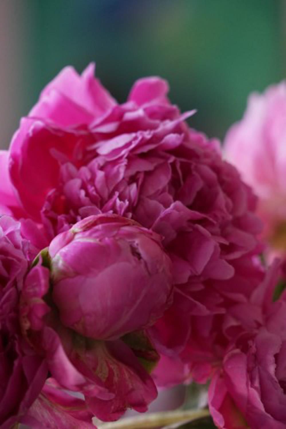 Peony