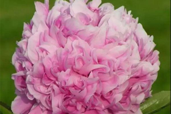 The flower god of May is peony, don't just know roses anymore! 