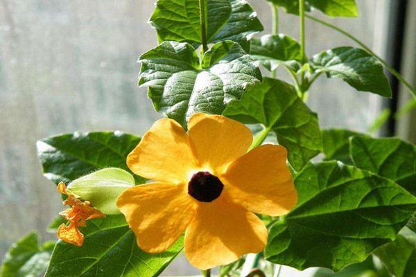 Black-eyed Susan's breeding methods and precautions