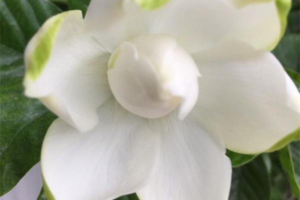 Gardenia is difficult to grow? That's because you haven't tried these four tricks