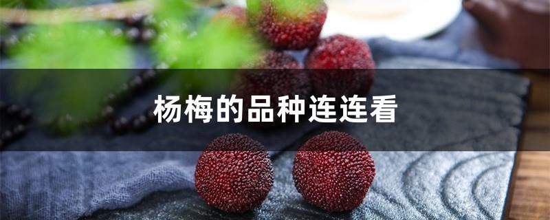 Lianliankan of bayberry varieties