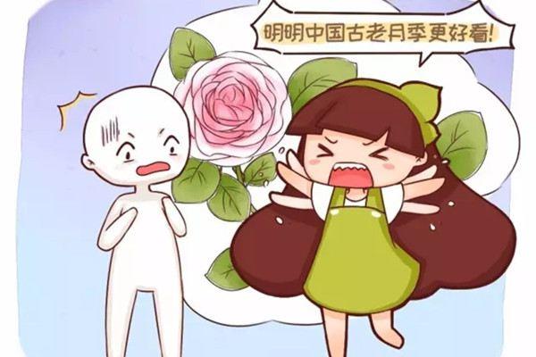 Stop being obsessed with Ouyue, our ancient Chinese rose is almost extinct