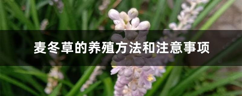 Cultivation methods and precautions of Ophiopogon japonicus