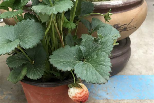 People who love life plant fruit trees on their balconies, enjoy flowers and fruits, grow and eat themselves