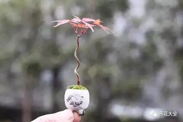 The bonsai on your fingertips is more valuable than an orchid when you take care of it