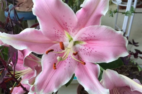 When these flowers are hung, they are a hundred times more beautiful than spider plants and pothos