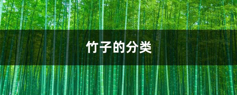 Classification of Bamboo