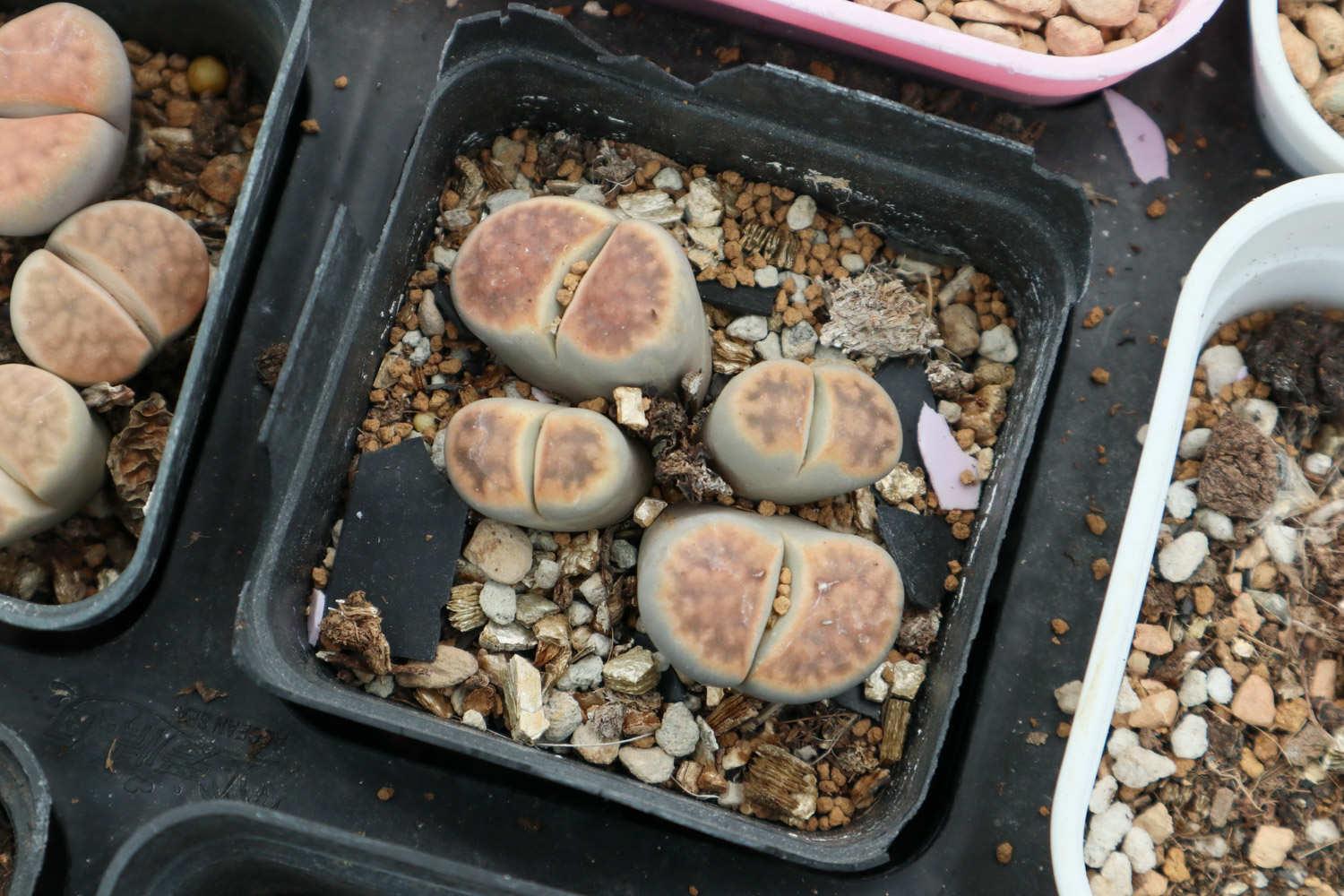 Lithops