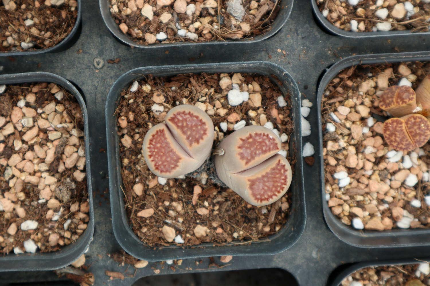 Lithops