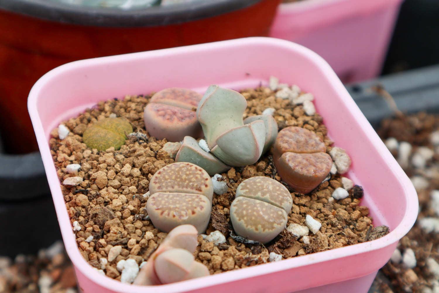 Lithops