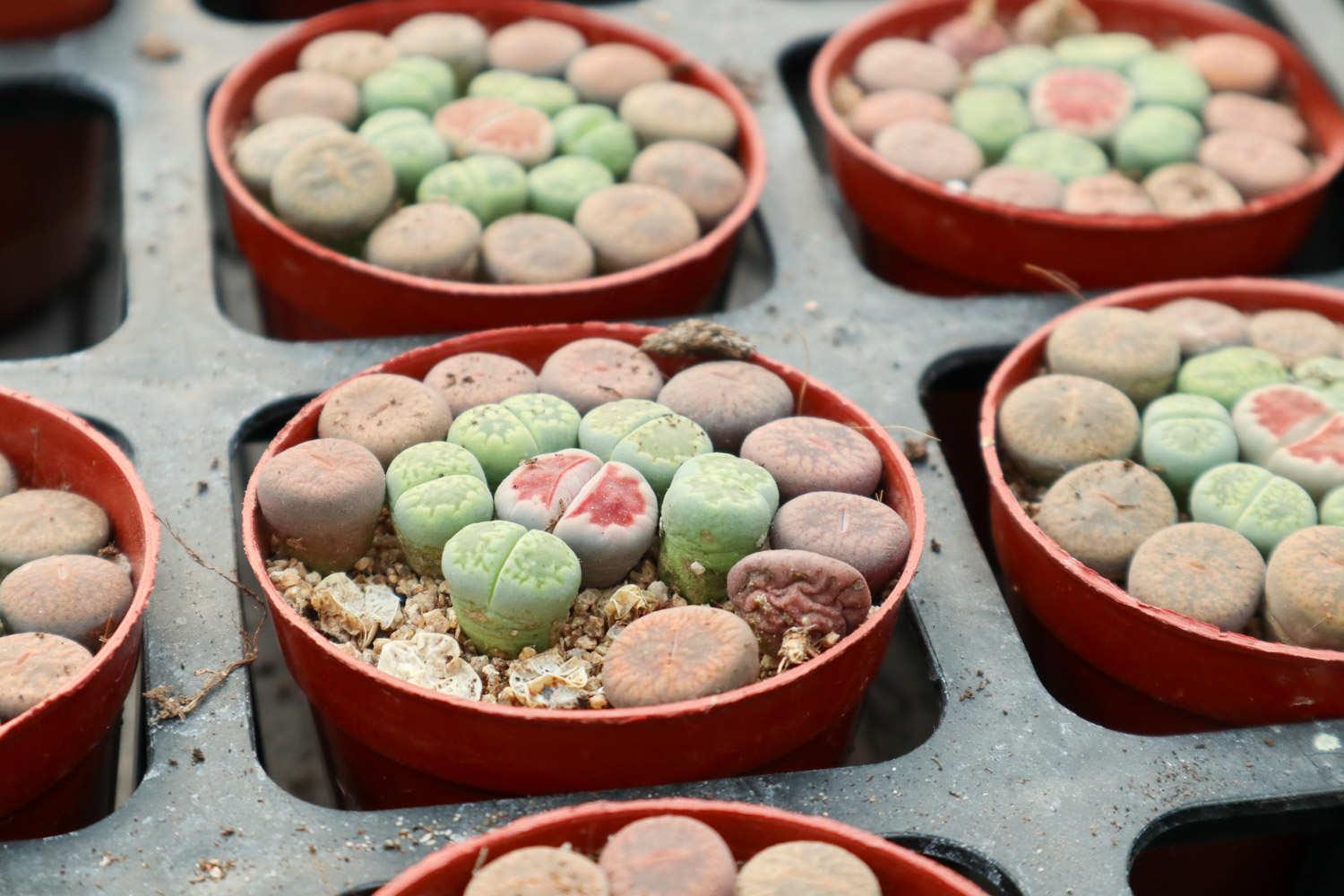 Lithops