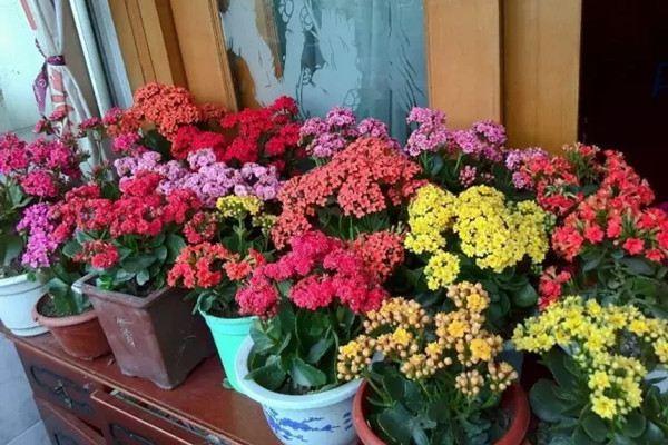 Plant longevity flowers to the end, and you are also a master of flower cultivation