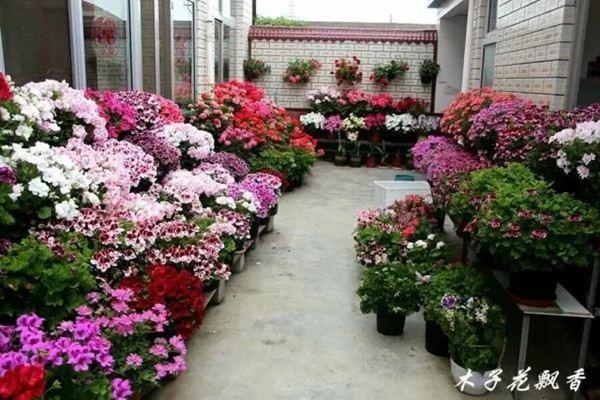 Plant geraniums to the end, you are also a master of flower cultivation