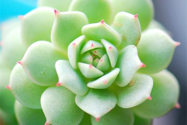 Quiet night, from toothpick seedlings to bursting pots