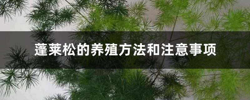 Penglai pine farming methods and precautions