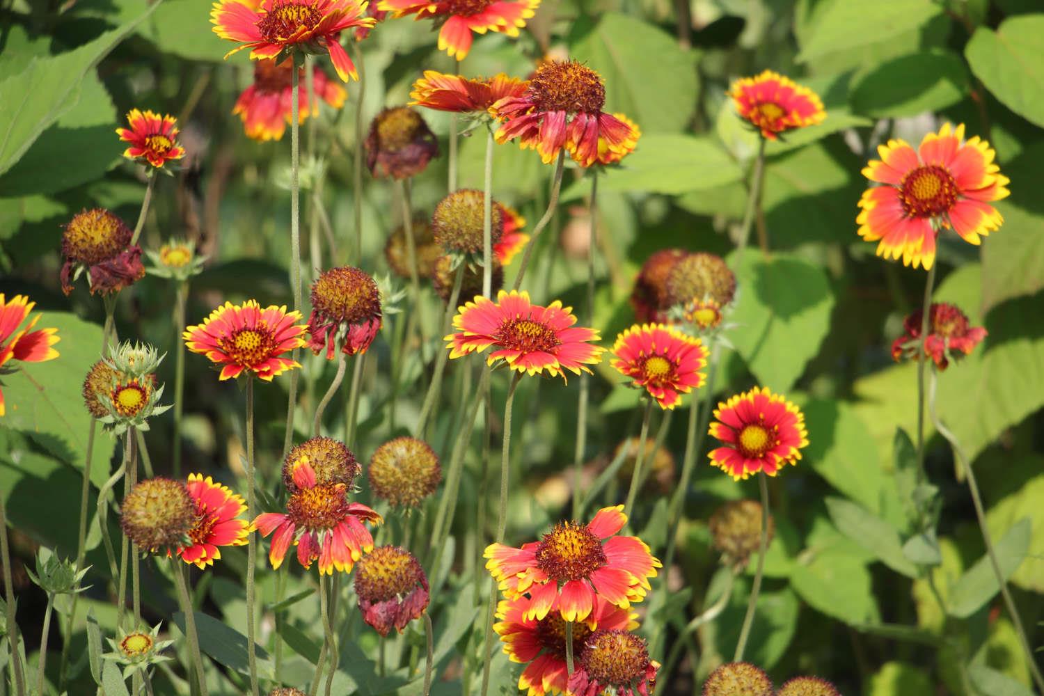 Heavenly Chrysanthemum