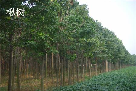 Height of catalpa tree