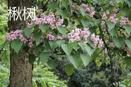 Calpa tree leaves